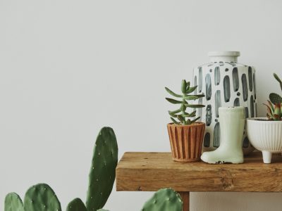 Aesthetic home with cactus and plants on a wooden shelf